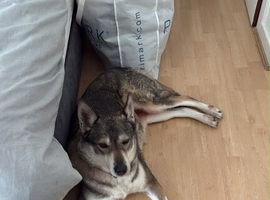 Husky