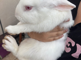 Newzeland bunnies