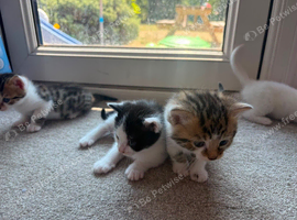 KITTENS READY TO LEAVE NOW!!!