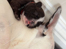 French Bulldog Puppies