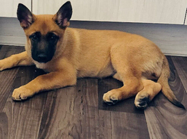 6 month old Belgian Malinois