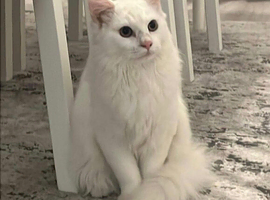 Two Beautiful Cats Looking for a Loving Home in Hackney