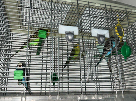Budgies