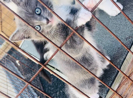 Kittens for sale