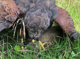 Female Harris hawk