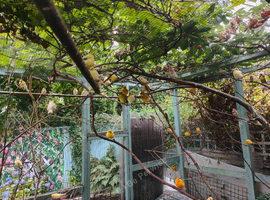 Canaries & Finches for Sale