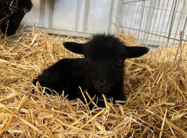 Ouessant lambs for sale