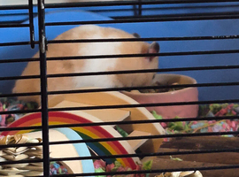 Male syrian hamster 19 weeks old