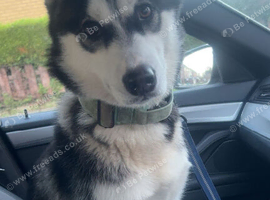 Loving home needed for Leo