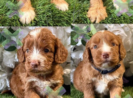 F1 apricot and fox red mini cockapoos 30 dna health tested clear