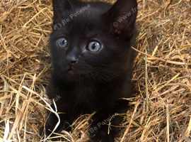 Fun kittens