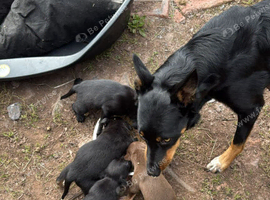 Kelpie x Welsh collie x Belgian malinois x staffy