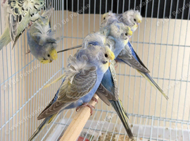 3 breeding pair of hagos