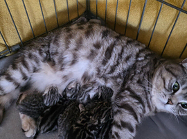 Beautiful bsh silver tabby