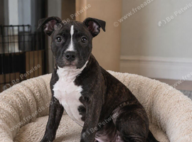Staffy puppy