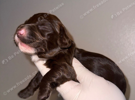 Miniture Dachshund Pups