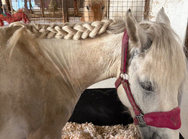 6yo Grey Cob Mare