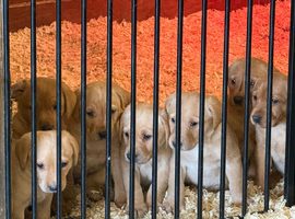 Labrador pups