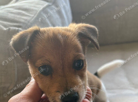 For sale Jack Russel puppy