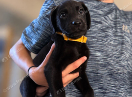 Labrador Boxerdore pups