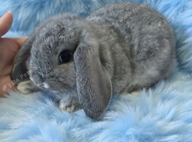 Last baby mini lop
