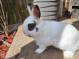 Netherland Dwarf