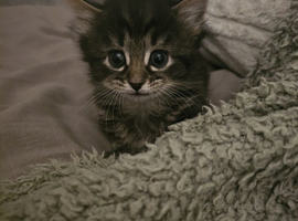 Mixed maincoone fluffy kitten