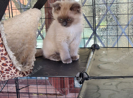 Ragdoll kittens ready now