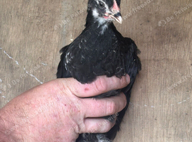 4 chicks and a cockerel