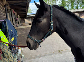 Stunning full bred Connemara