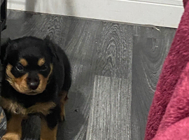 Rottweiler puppies