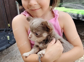 Long coat chihuahua puppies