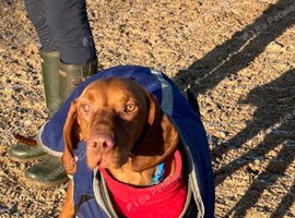 Outstanding kc registered Hungarian vizsla