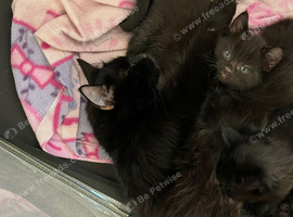 Beautiful fluffy kittens for sale