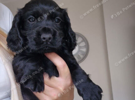 Corcker spaniel