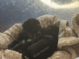 Pups for Sale