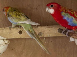 Rosellas