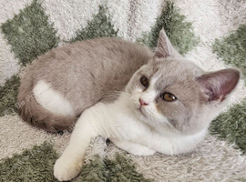 Beautiful girl
