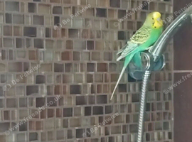 Gorgeous budgies looking for a good home
