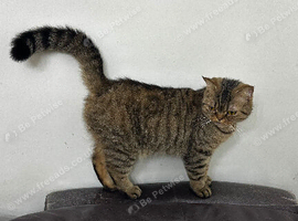 British shorthair mum Persian dad