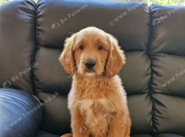 1 BOY LEFT!! STUNNING GOLDENDOODLE PUPPIES