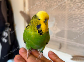 Budgie pair
