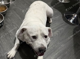 American bull dog / Staffordshire bull terrier