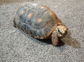 7 year old red foot tortoise for sale full set up
