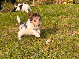 5 X Beautiful Wire Fox Terrier Puppies