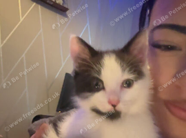 12 week old kitten