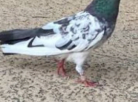 Breading nice pigeons