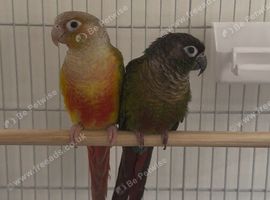 2 STUNNING 9 WEEK OLD CONURES