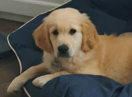 Golden retriever  boy