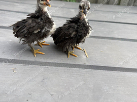 Sarama chicks